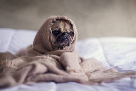 Μικρόσωμος σκύλος με θλιμμένη έκφραση τυλγμένος με μια κουβέρτα