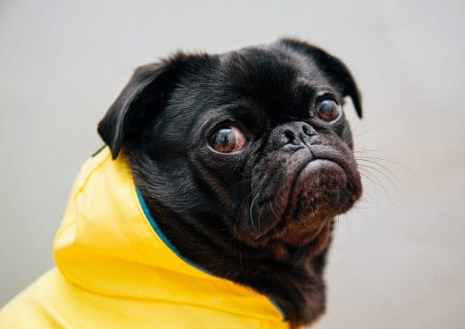 Σκύλος μέσα σε κίτρινο αδιάβροχο με λυπημένη έκφραση.