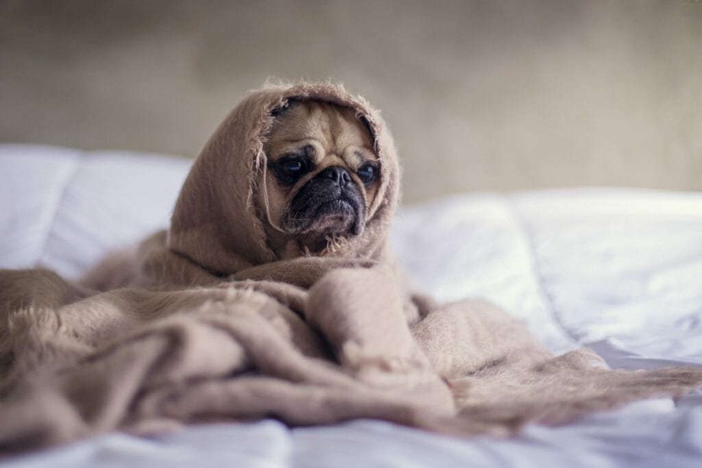 Σκύλος τυλιγμένος με κουβέρτα πάνω στο κρεβάτι με λυπημένη έκφραση